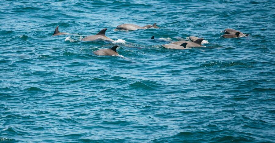 Cape May: Jersey Shore Whale and Dolphin Watching Cruise - Dolphins, whales, sharks, and seabirds