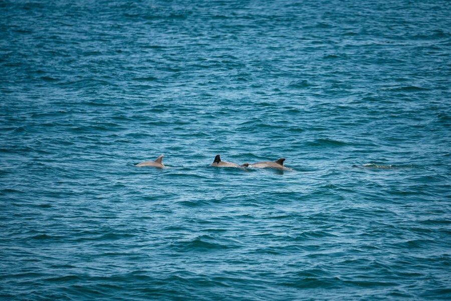 Cape May: Jersey Shore Whale and Dolphin Watching Cruise - Victorian buildings and the first history lesson
