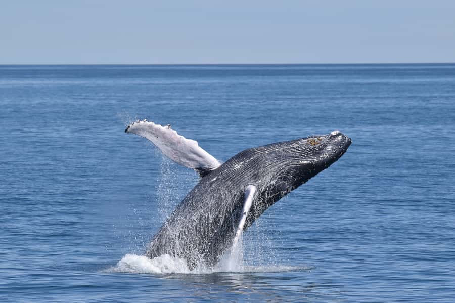 Cape May: Scenic Whale and Dolphin Watching Cruise - Key points to know before you go