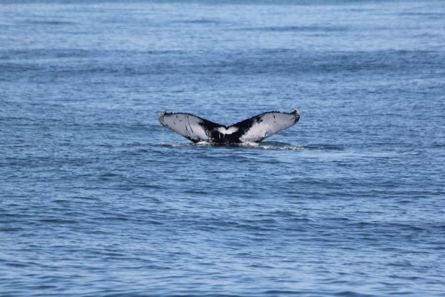 Cape May: Scenic Whale and Dolphin Watching Cruise - Three hours on the water, with wildlife as the prize