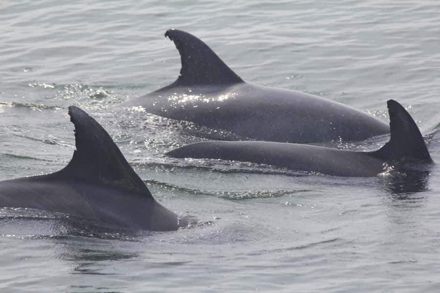 Cape May: Scenic Whale and Dolphin Watching Cruise - Atlantic views and Delaware Bay scenery