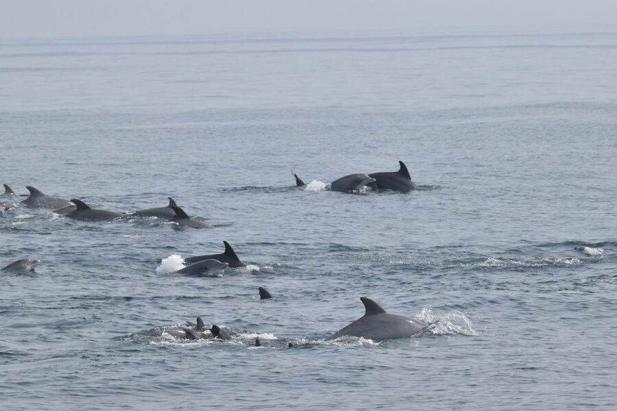 Cape May: Scenic Whale and Dolphin Watching Cruise - Who will enjoy this Cape May cruise most