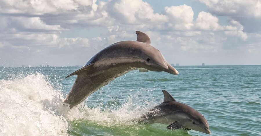 Cape May: Weekend Whale and Dolphin Watching Cruise - Dolphins take center stage off Cape May