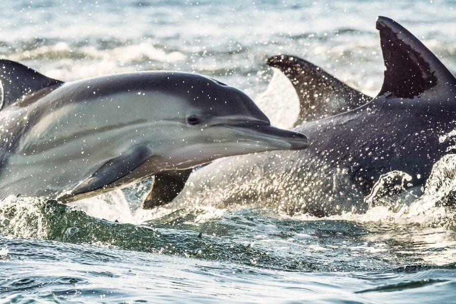 Cape May: Weekend Whale and Dolphin Watching Cruise - Meeting at Miss Chris Marina