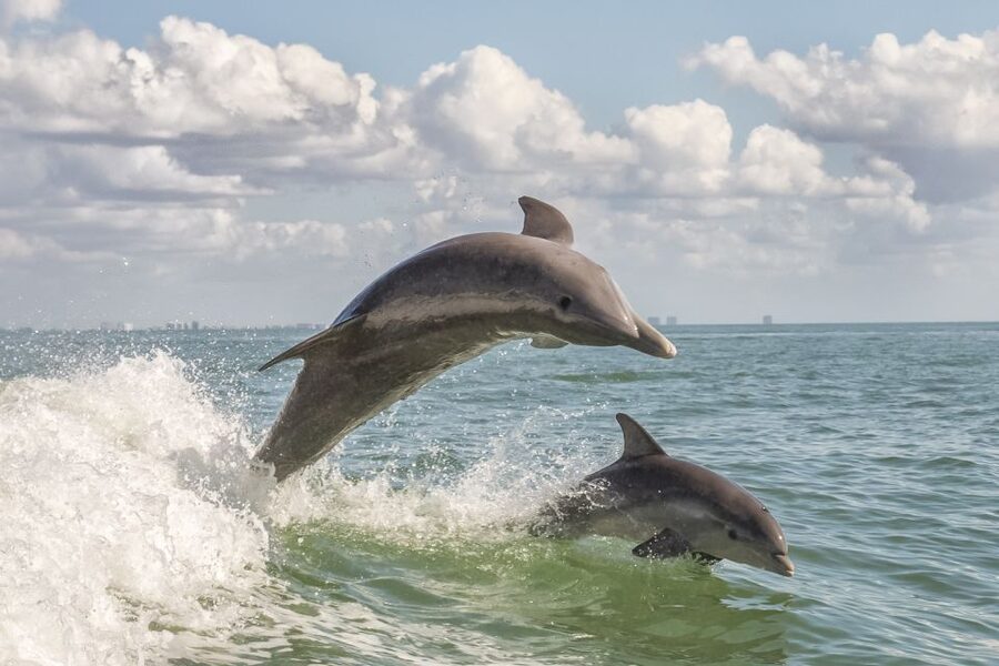 Cape May: Weekend Whale and Dolphin Watching Cruise - A two-hour route with more than open water