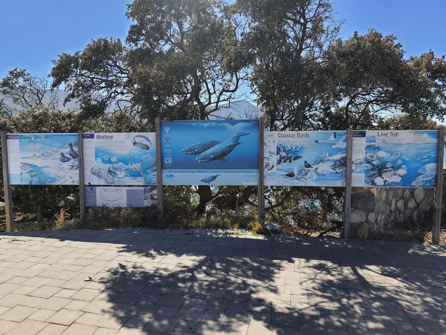 Cape Town: Hermanus Whale Watching Shared Boat & Penguins - What the whale boat is really like