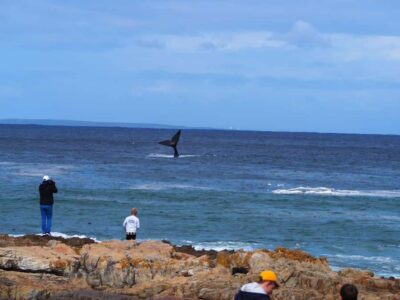 Hermanus Whale Watching Shared Boat & Penguins
