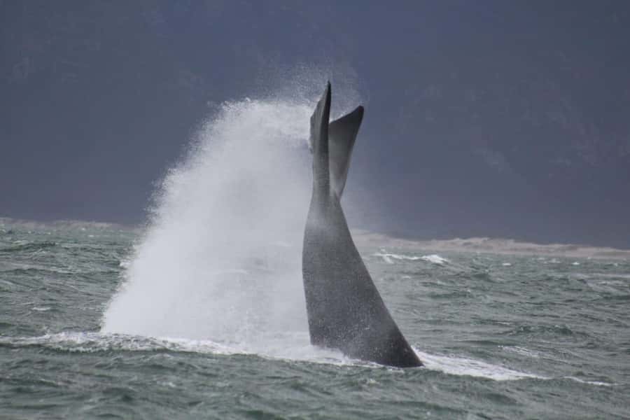 Cape Town: Hermanus Whale Watching Shared Boat & Penguins - How to prepare for the boat and road