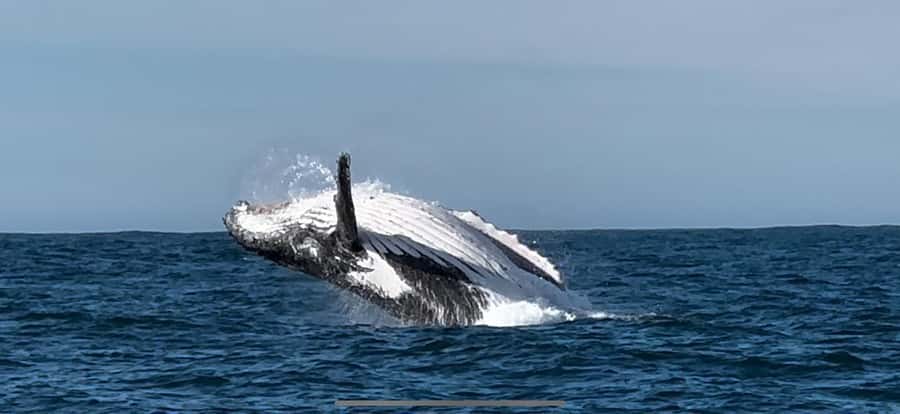 Cape Town: Hermanus Whale Watching Shared Boat & Penguins - Should you book this whale and penguin tour?