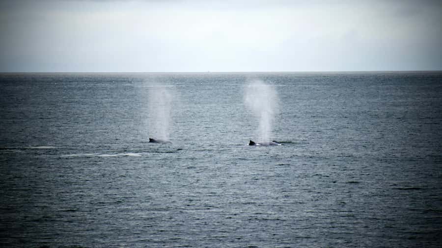 Cape Town: Hermanus Whale Watching Tour - From Cape Town to Hermanus by coastal road