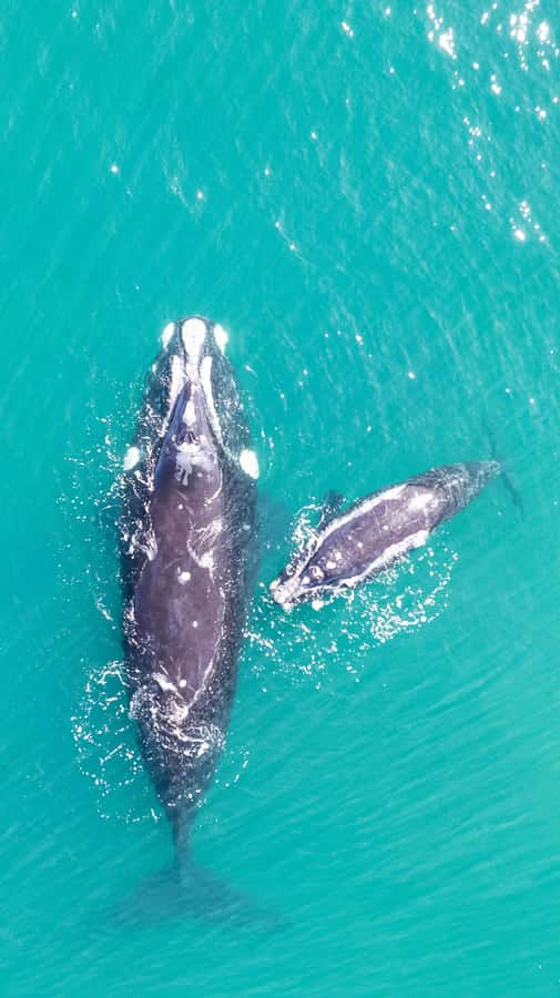 Cape Town: Hermanus Whale Watching Tour - Hermanus and the search for whales