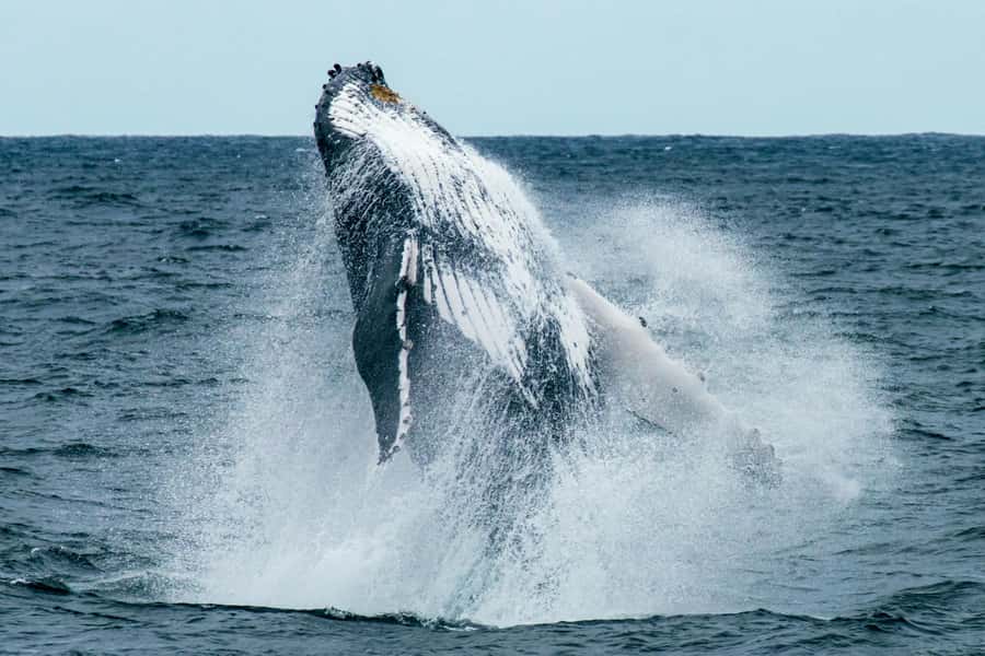 Cape Town: Hermanus Whale Watching Tour - Wine at Benguela Cove on the Bot River Lagoon