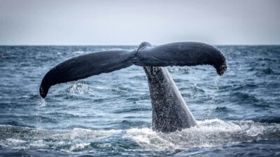 Hermanus Whale Watching Tour