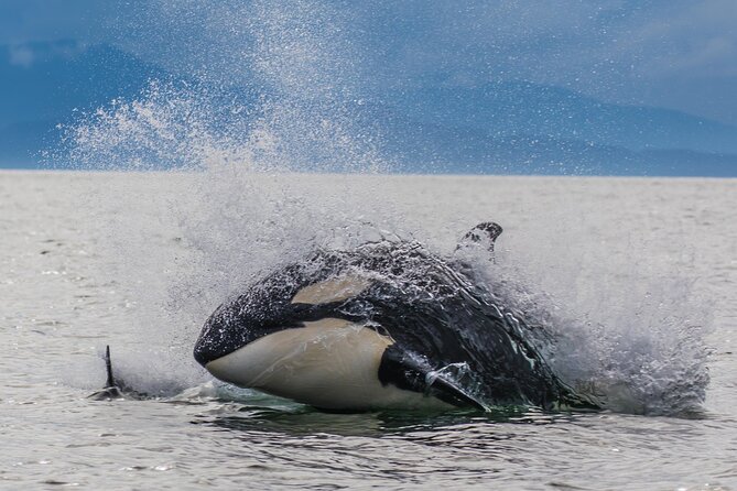 "Catch of the day" Whale-watching, Icy strait point, Hoonah - Key points before you book