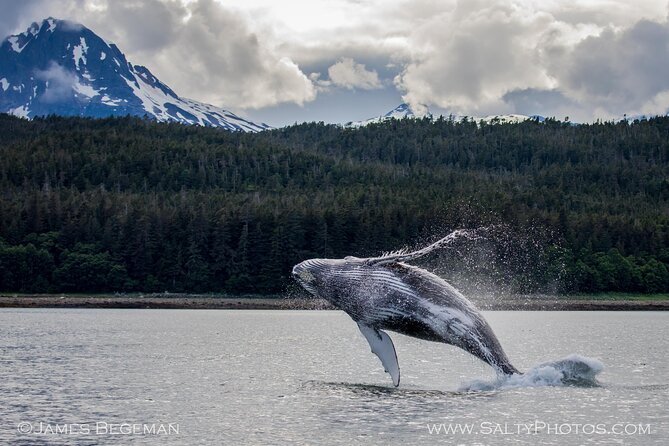 "Catch of the day" Whale-watching, Icy strait point, Hoonah - Why this Hoonah whale trip feels different