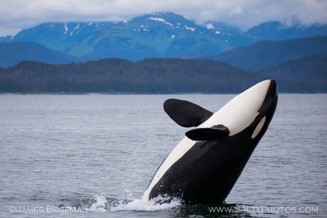 "Catch of the day" Whale-watching, Icy strait point, Hoonah - Boarding the 38-foot power cat
