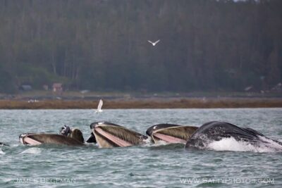 “Catch of the day” Whale-watching, Icy strait point, Hoonah