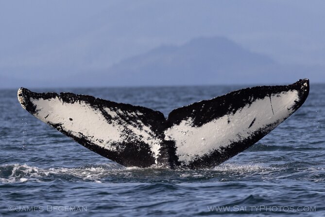 "Catch of the day" Whale-watching, Icy strait point, Hoonah - The search for humpbacks and orcas