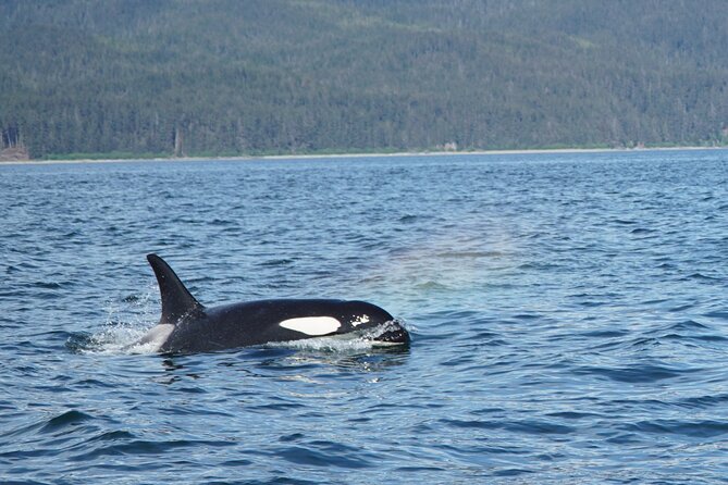 "Catch of the day" Whale-watching, Icy strait point, Hoonah - Looking for otters, seals, eagles, and bears