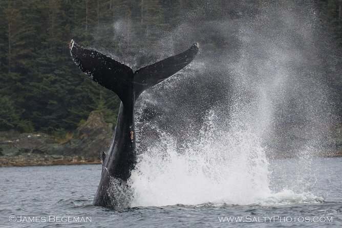 "Catch of the day" Whale-watching, Icy strait point, Hoonah - Captains, guides, and the feel on board