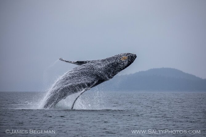 "Catch of the day" Whale-watching, Icy strait point, Hoonah - What the $236 price buys you