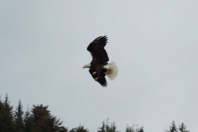 "Catch of the day" Whale-watching, Icy strait point, Hoonah - Timing, weather, and mobility details
