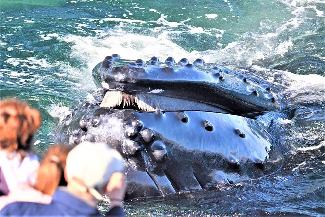 City Cruises Boston Whale Watching Cruise by High-Speed Boat - Key points to know before you sail