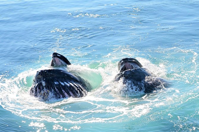 City Cruises Boston Whale Watching Cruise by High-Speed Boat - From Long Wharf to open water