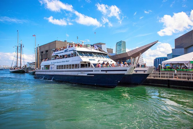 City Cruises Boston Whale Watching Cruise by High-Speed Boat - What you may see near the sanctuary