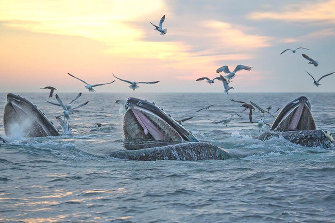 City Cruises Boston Whale Watching Cruise by High-Speed Boat - Crowds, seating, and the best way to watch