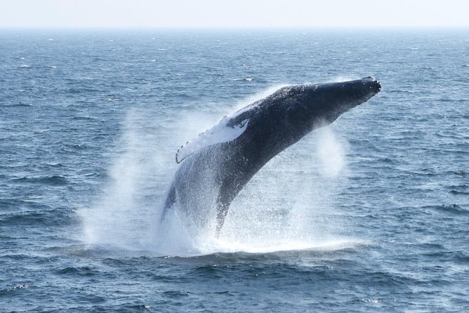 City Cruises Boston Whale Watching Cruise by High-Speed Boat - Motion sickness and changing sea conditions