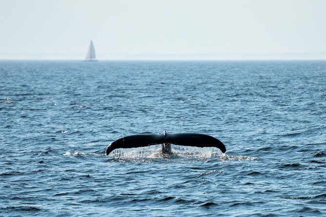 City Cruises Boston Whale Watching Cruise by High-Speed Boat - Is the $85.56 price good value?