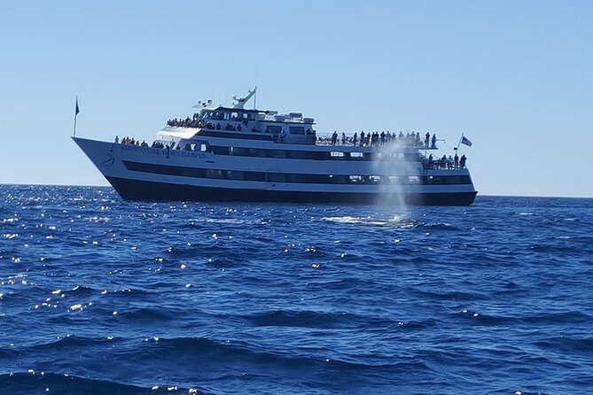 City Cruises San Diego: Whale and Dolphin Watching Adventure - The naturalists make the search more meaningful