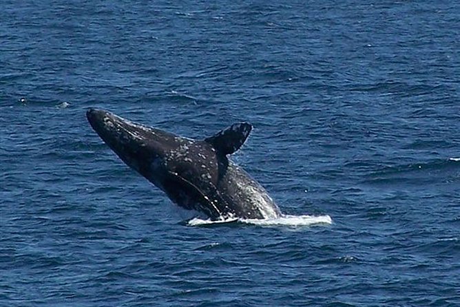 City Cruises San Diego: Whale and Dolphin Watching Adventure - Whales, dolphins, sea lions, and seabirds