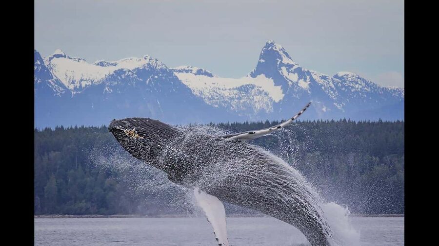 Comox: 4 Hour Whale and Wildlife Watching Tour - Setting out from Comox Municipal Marina