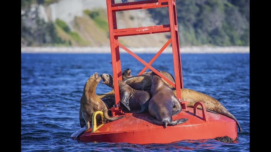 Comox: 4 Hour Whale and Wildlife Watching Tour - Four hours among the Salish Sea and Desolation Sound