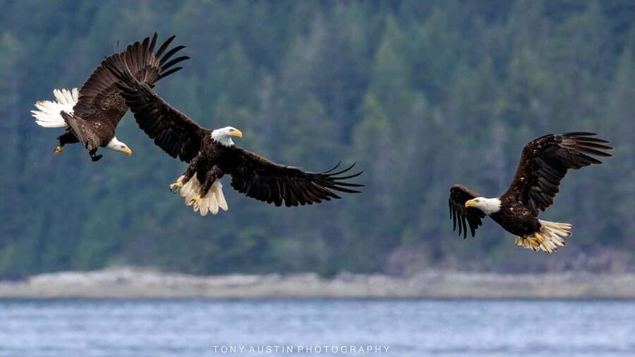 Comox: 4 Hour Whale and Wildlife Watching Tour - Snacks and drinks make the long search easier