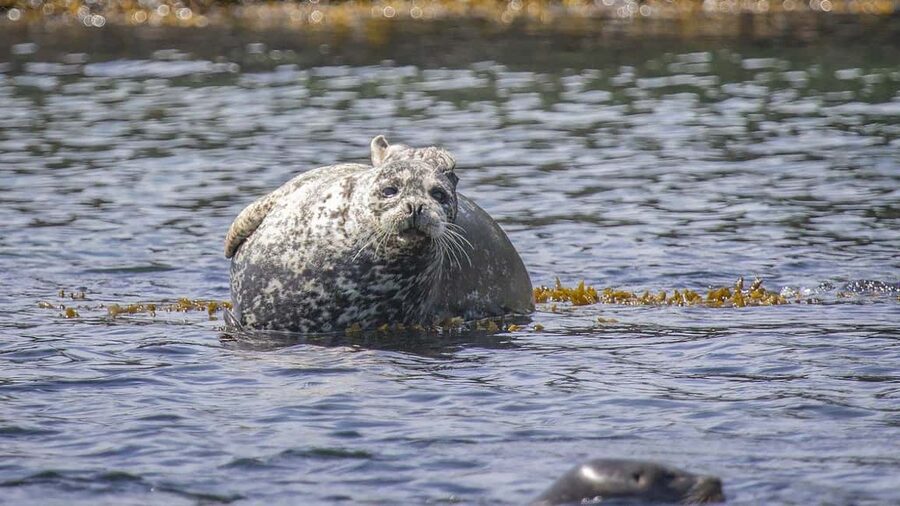 Comox: 4 Hour Whale and Wildlife Watching Tour - What the $181 price means