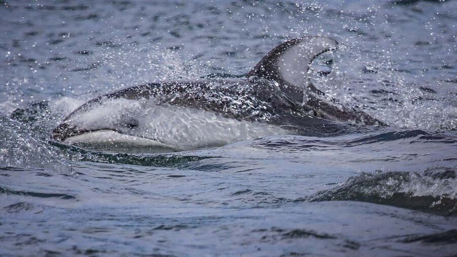 Comox: 4 Hour Whale and Wildlife Watching Tour - Who will enjoy this Comox whale tour
