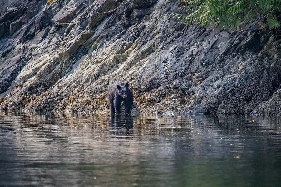 Comox: 4 Hour Whale and Wildlife Watching Tour - Practical preparation for the boat