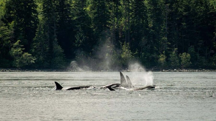 Comox: 4 Hour Whale and Wildlife Watching Tour - Should you book the Big Animal Encounters tour?