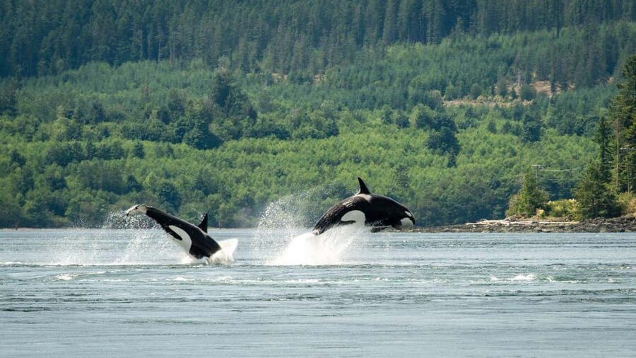 Comox: 4 Hour Whale and Wildlife Watching Tour - Watching sea lions, seals, and coastal birds