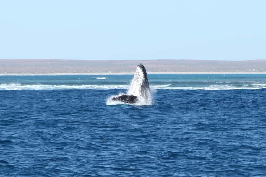 Coral Bay: 3-Hour Whale Watching Experience - Key points to know before booking