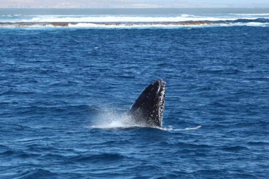 Coral Bay: 3-Hour Whale Watching Experience - Setting out from Coral Bay and Ningaloo Reef