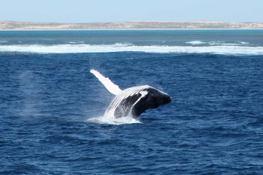 Coral Bay: 3-Hour Whale Watching Experience - What the three-hour cruise feels like