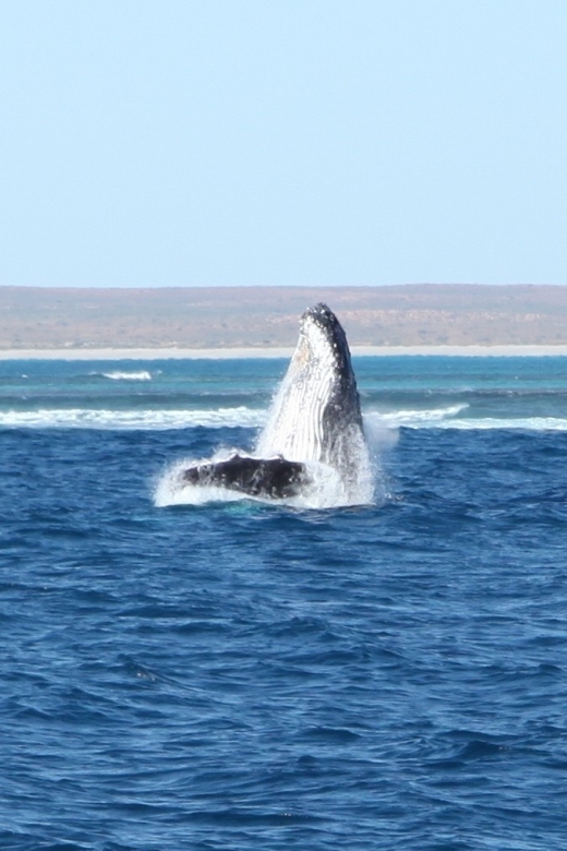 Coral Bay: 3-Hour Whale Watching Experience - Ningaloo’s other marine life