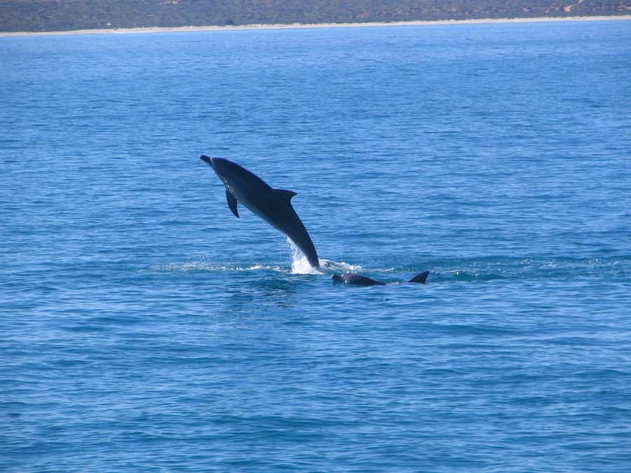 Coral Bay: 3-Hour Whale Watching Experience - What to bring for a comfortable ride