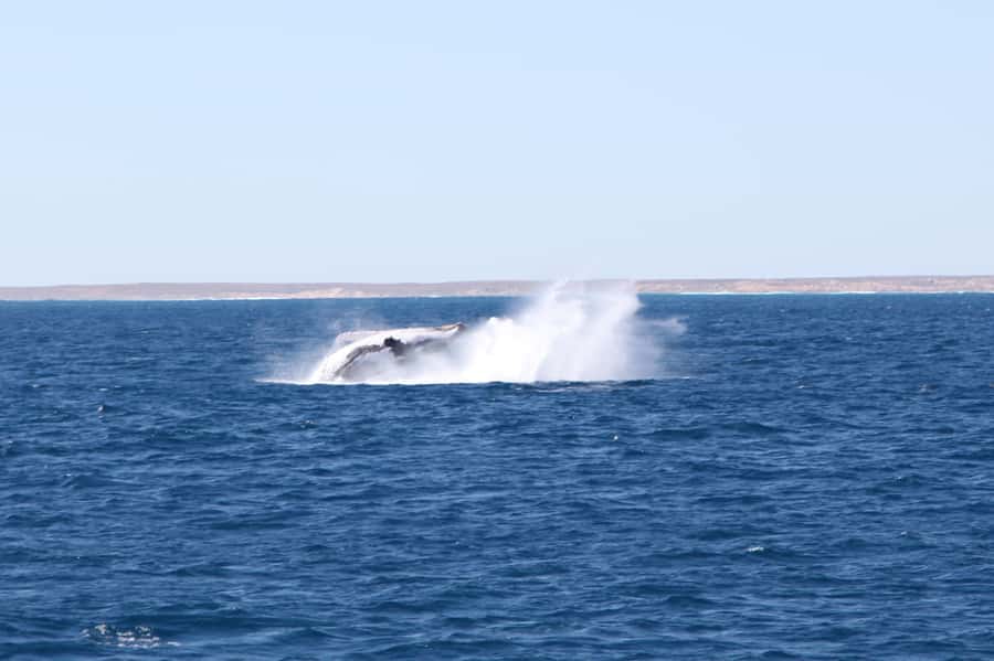 Coral Bay: 3-Hour Whale Watching Experience - June to October is the time to go