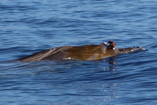 Costa Adeje | Cetacean sighting in Tenerife South - Why this Costa Adeje whale trip feels different