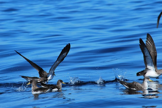 Costa Adeje | Cetacean sighting in Tenerife South - A conservation-first way to watch whales